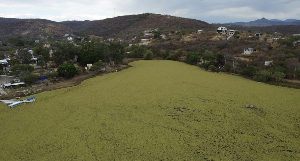 Plaga de lirio acuático afecta  presa de San Francisco Yosocuta en la Mixteca de Oaxaca y pone en riesgo sustento de familias que viven de la pesca