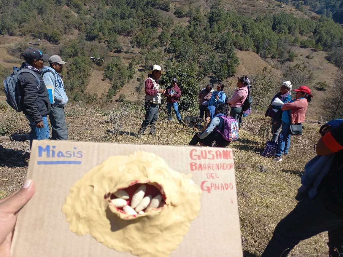 Articula Sembrando Vida equipo multidisciplinario de 422 mil campesinos y 13 instituciones, en estrategia nacional contra el gusano barrenador Articula Sembrando Vida equipo multidisciplinario de 422 mil campesinos y 13 instituciones, en estrategia nacional contra el gusano barrenador
