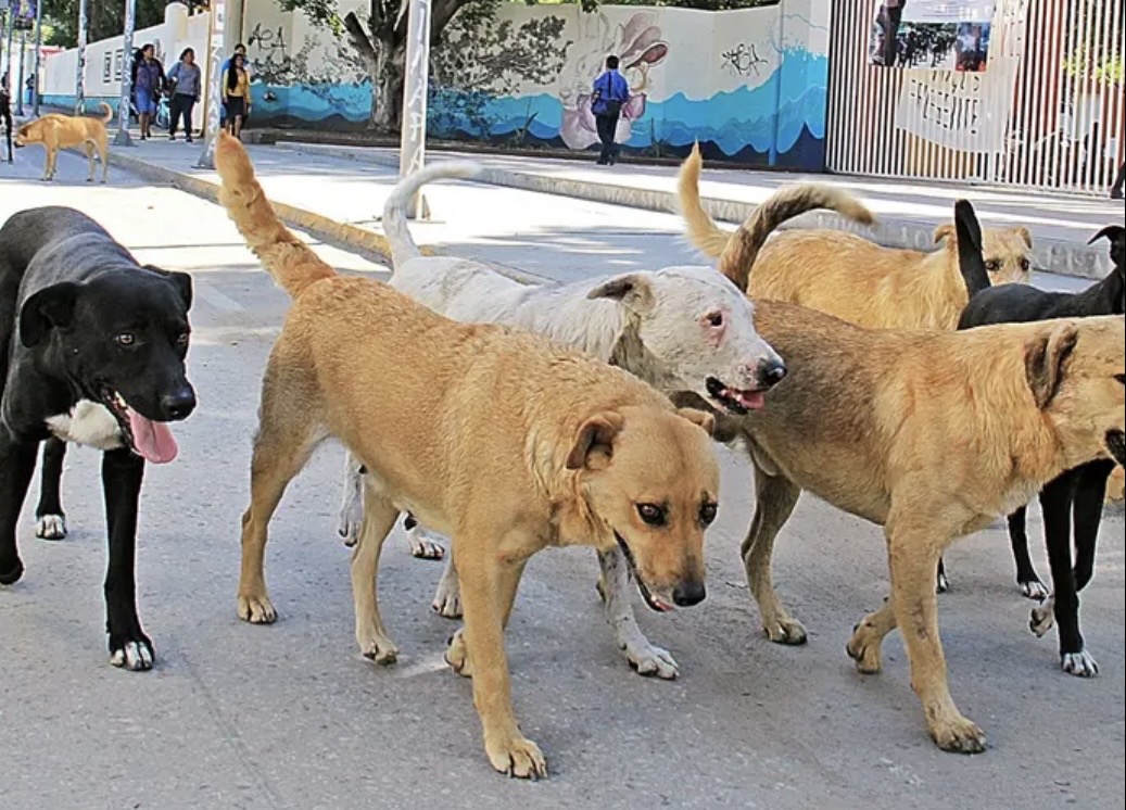 POR VEZ PRIMERA EN LA HISTORIA DE OAXACA, FISCALIA DE JUSTICOA GIRA ORDEN DE PROTECCOON A PERROS DE LA CALLES ANTE POSIBLE ACCIONES DE CRUELDAD ANIMAL