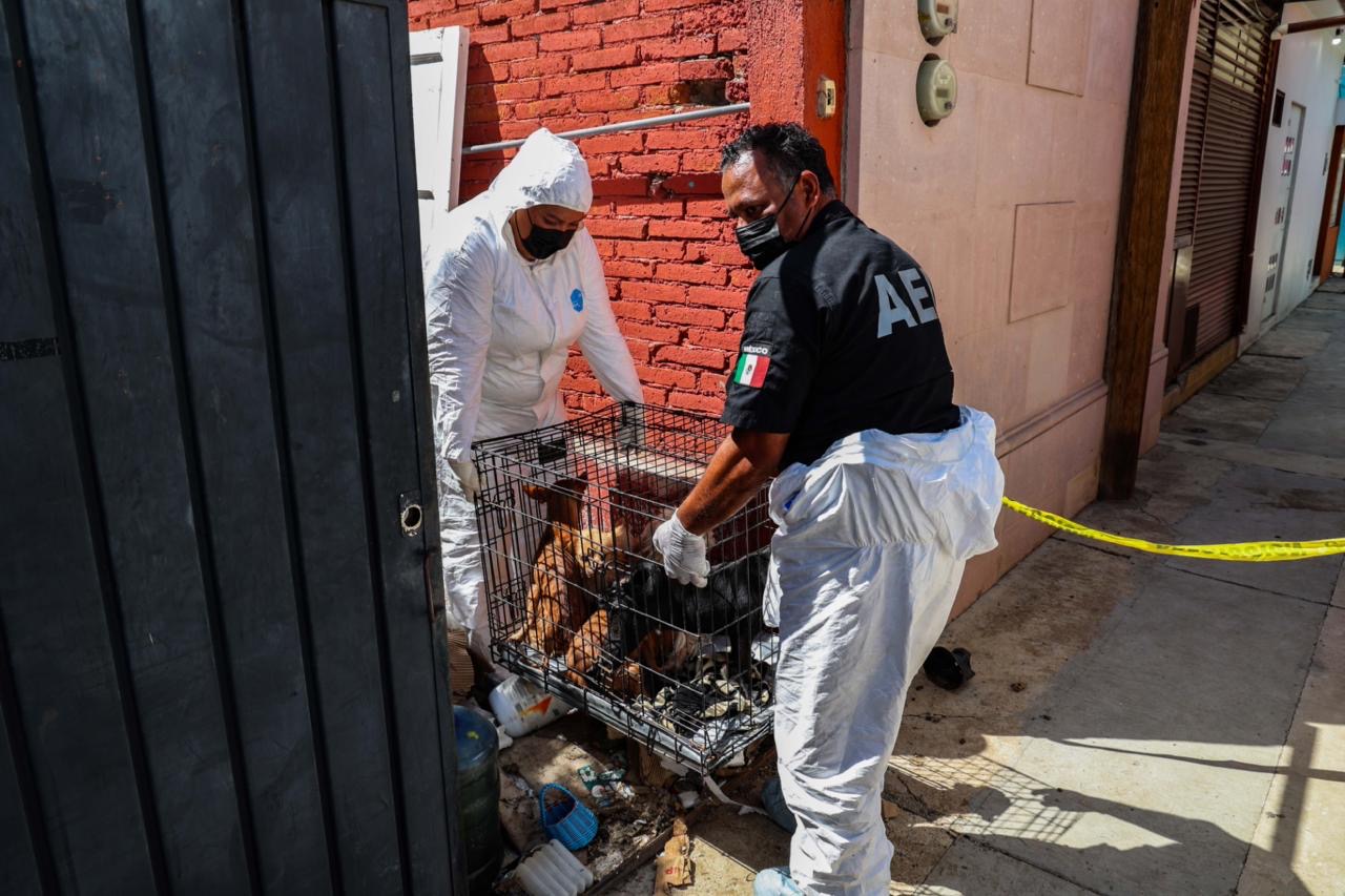 RESCATAN A 14 PERROS VÍCTIMAS DE MALTRATO ANIMAL, TRAS CATEO A PERRERA CLANDESTINA EN OAXACA