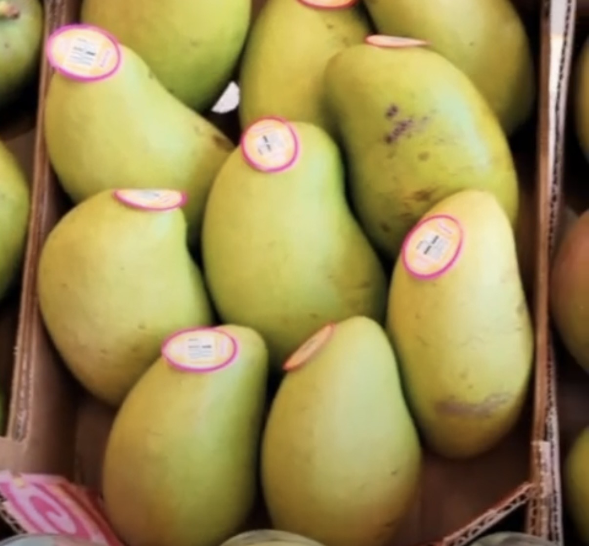 OAXACA, LÍDER NACIONAL EN EXPORTACIÓN DE MANGO