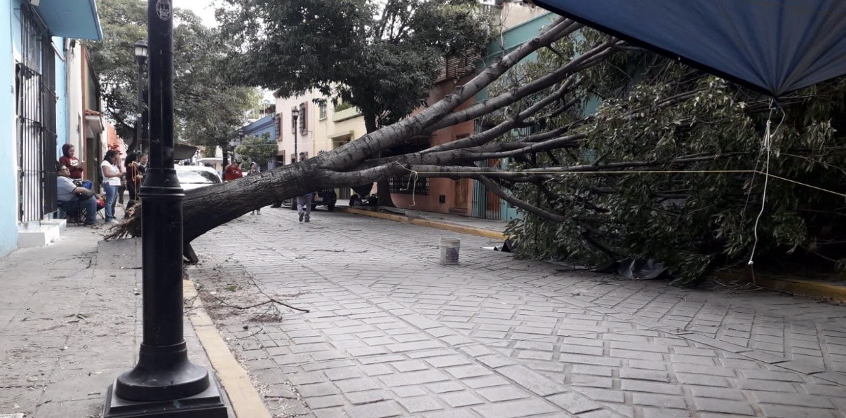 TORMENTA CON RÁFAGAS DE VIENTO DERRIBA ÁRBOLES DE CENTRO HISTÓRICO TORMENTA CON RÁFAGAS DE VIENTO DERRIBA ÁRBOLES DE CENTRO HISTÓRICO