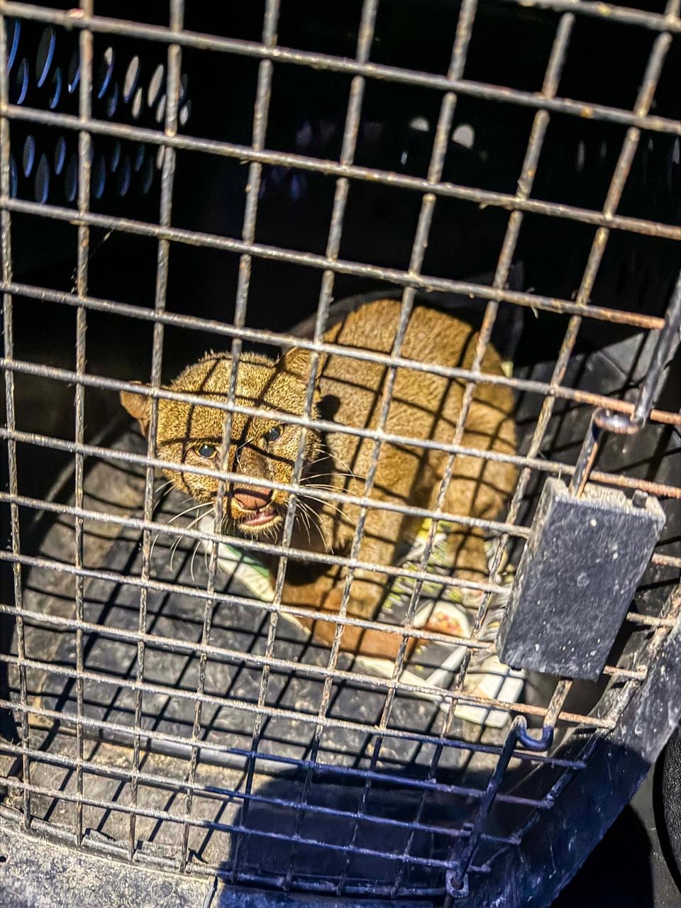 Atiende Fiscalía de Oaxaca caso de maltrato animal en San Antonio de la Cal y asegura a un yaguarundí en cautiverio