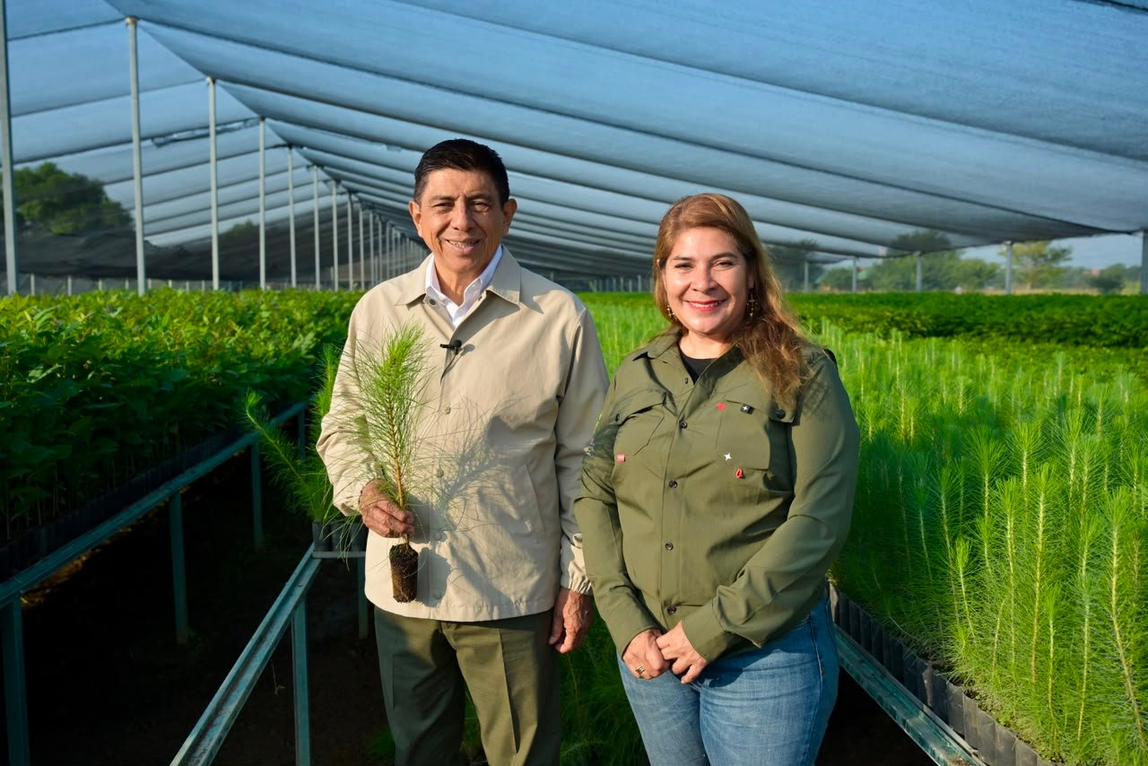 Con compromiso sustentable, Oaxaca hará equipo en la Jornada Nacional de Reforestación 2026