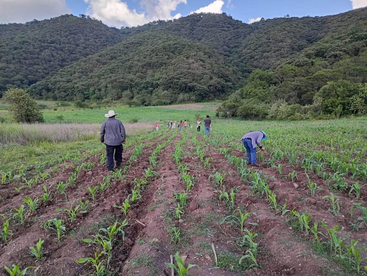 DESPUÉS DE MÁS DE MEDIO SIGLO OAXACA ALCANZALA AUTOSUFICIENCIA ALIMENTARIA EN MAÍZ DESPUÉS DE MÁS DE MEDIO SIGLO OAXACA ALCANZALA AUTOSUFICIENCIA ALIMENTARIA EN MAÍZ