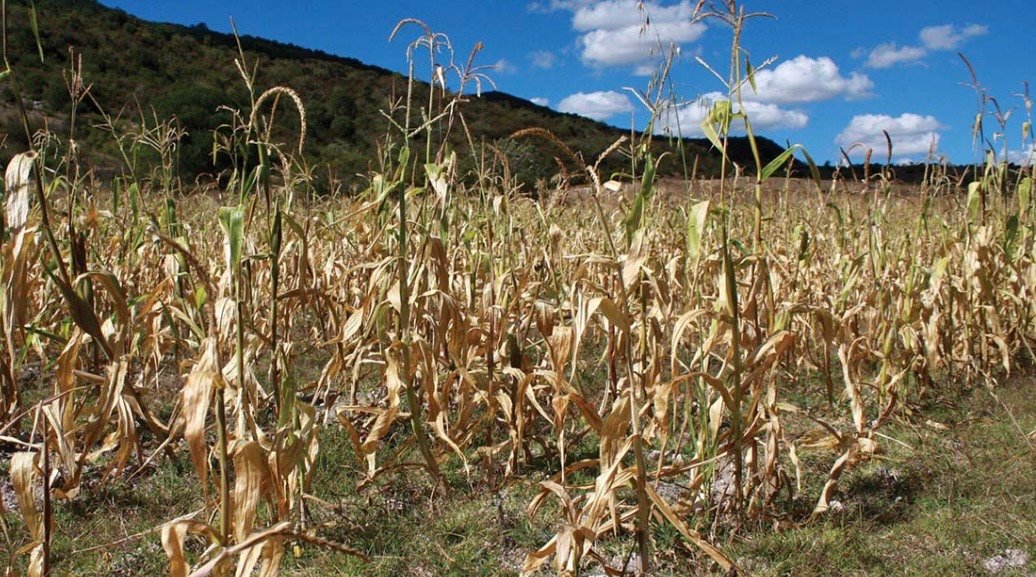 SE HAN SINIESTRADO MÁS DE 30 MIL HECTÁREAS DE MAÍZ Y GRANOS BÁSICOS EN OAXACA POREFECTOS DE SEQUÍA